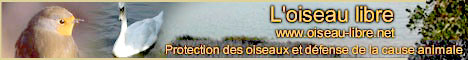 Oiseau libre