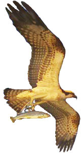 águila pescadora