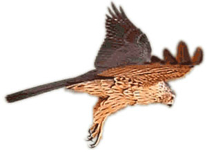 Schwenkfalke