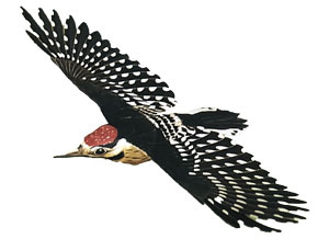 woodpecker